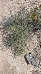 Koeberlinia spinosa