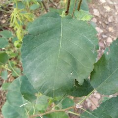 Amelanchier alnifolia