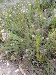 Leucospermum truncatulum