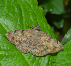 Anticarsia gemmatalis