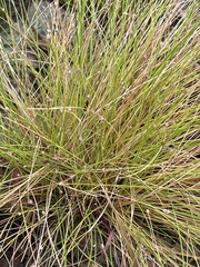 Eleocharis geniculata