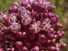 Allium commutatum
