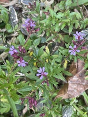 Cuphea hyssopifolia