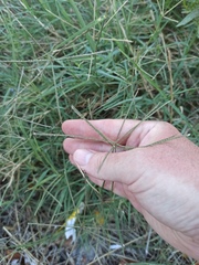 Eleusine indica