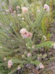 Leucospermum truncatulum