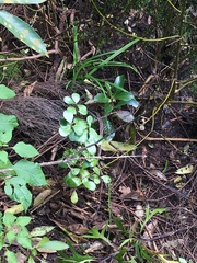 Pittosporum crassifolium