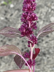 Amaranthus caudatus