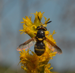 Hoplitimyia constans