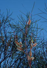 Hakea francisiana