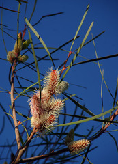 Hakea francisiana