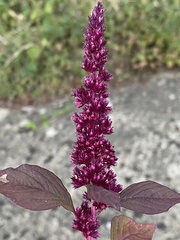 Amaranthus caudatus