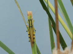 Schistocerca lineata