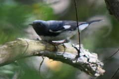 Setophaga caerulescens