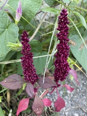 Amaranthus caudatus