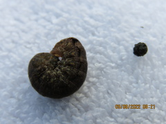 Spodoptera dolichos