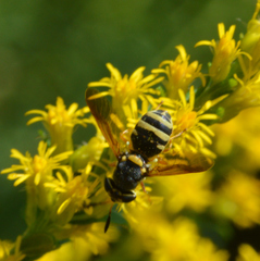 Hoplitimyia constans