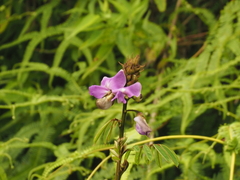 Tephrosia vogelii