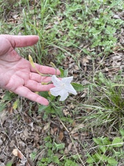 Ruellia metziae