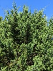 Cupressus