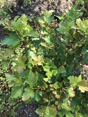 Physocarpus opulifolius