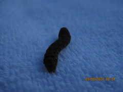 Spodoptera dolichos