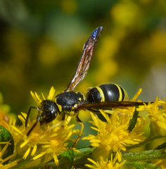 Ancistrocerus adiabatus