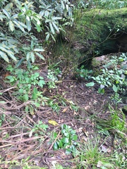 Corynocarpus laevigatus