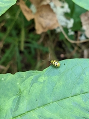 Diabrotica undecimpunctata