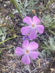 Phlox longifolia
