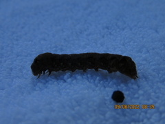 Spodoptera dolichos
