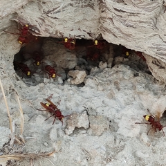 Vespa orientalis