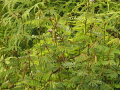 Tephrosia vogelii