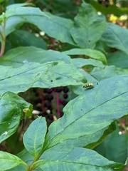 Diabrotica undecimpunctata