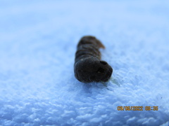 Spodoptera dolichos