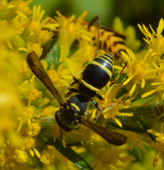 Ancistrocerus adiabatus