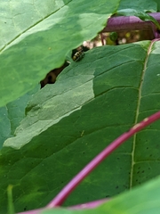 Diabrotica undecimpunctata