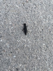 Ocypus olens