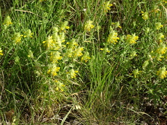 Melampyrum carstiense