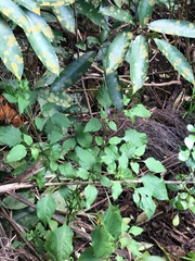 Melicytus ramiflorus