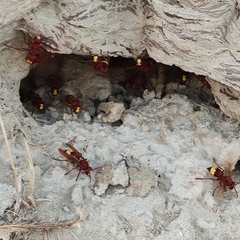 Vespa orientalis