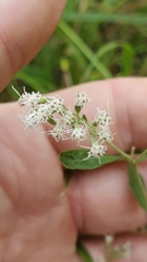 Eupatorium semiserratum