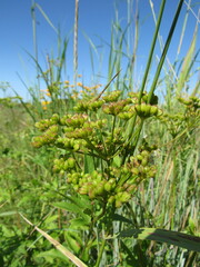 Zizia aurea