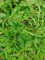 Eryngium foetidum
