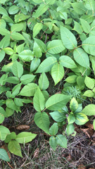 Toxicodendron rydbergii