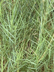 Distichlis spicata