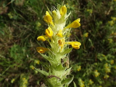 Melampyrum carstiense