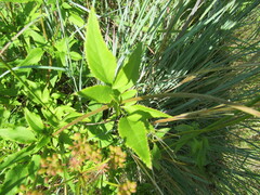 Zizia aurea