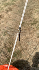 Libellula comanche