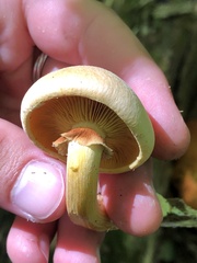Gymnopilus