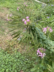 Cleome